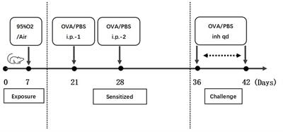 Effects of early postnatal hyperoxia exposure combined with early ovalbumin sensitization on lung inflammation and bacterial flora in a juvenile mouse model of asthma